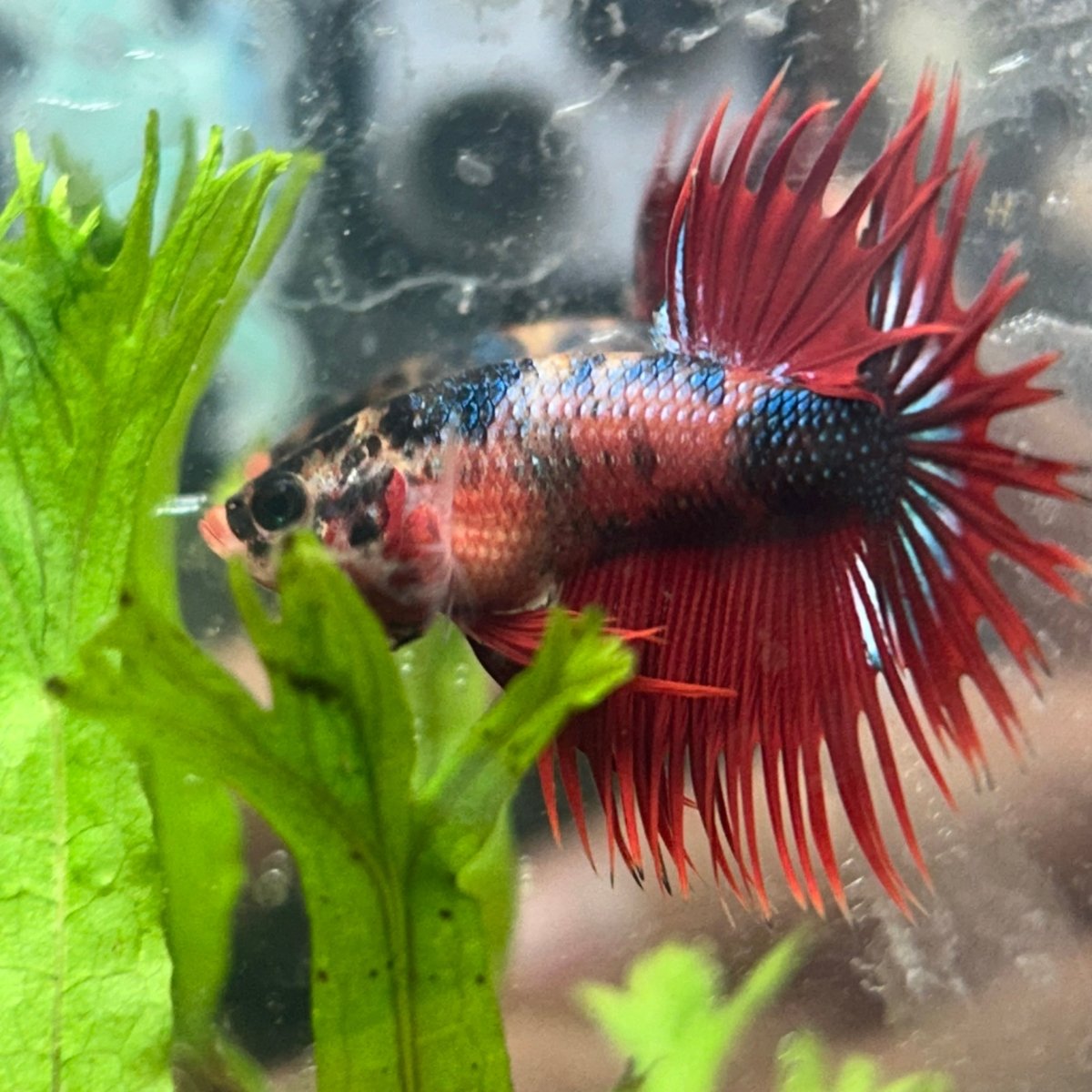 Betta Male Crowntail Red Koi 112