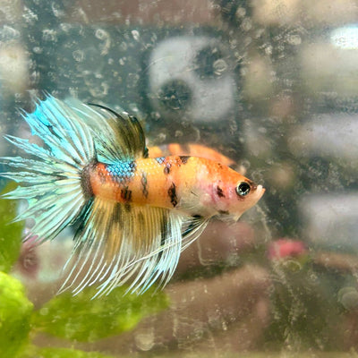 Betta Male Crowntail Tiger Koi M12