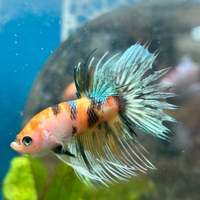 Betta Male Crowntail Tiger Koi M12