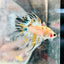 Betta Male Crowntail Yellow Koi 041
