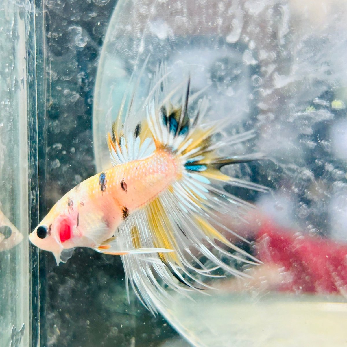 Betta Male Crowntail Yellow Koi 041