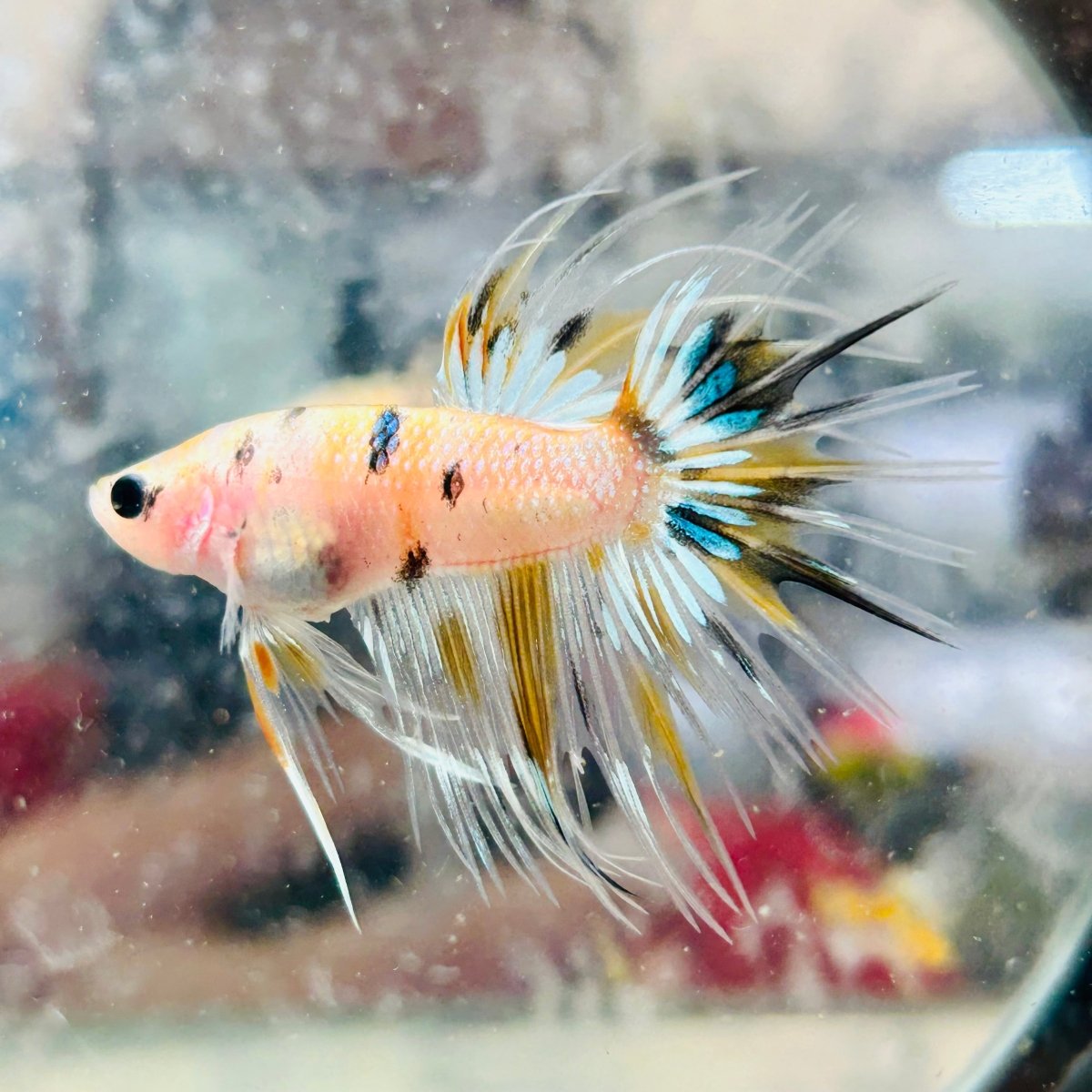 Betta Male Crowntail Yellow Koi 041