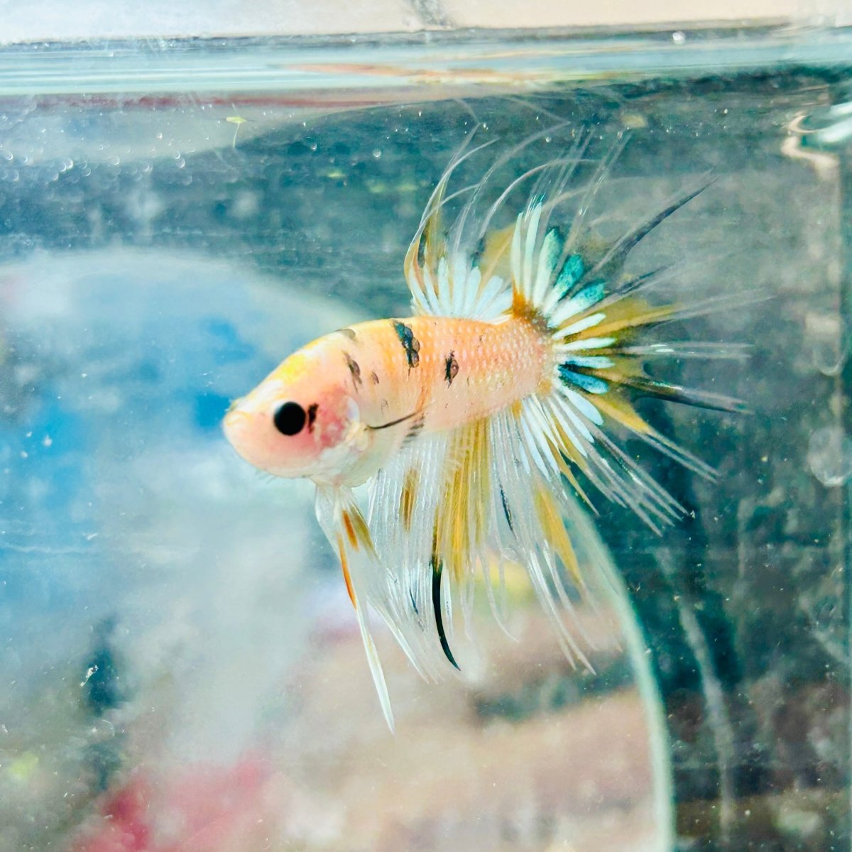 Betta Male Crowntail Yellow Koi 041