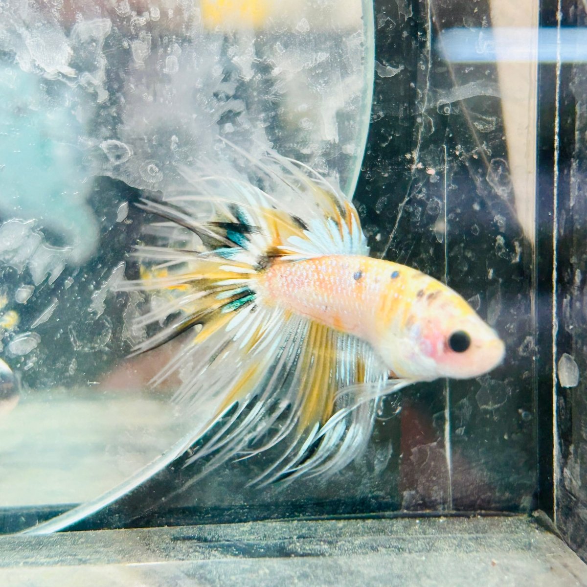 Betta Male Crowntail Yellow Koi 041