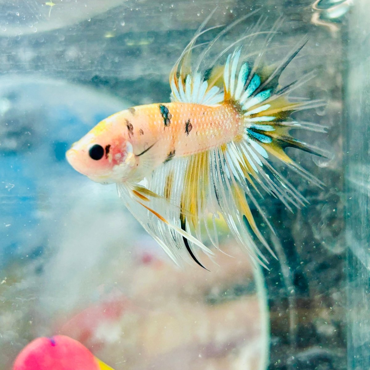 Betta Male Crowntail Yellow Koi 041