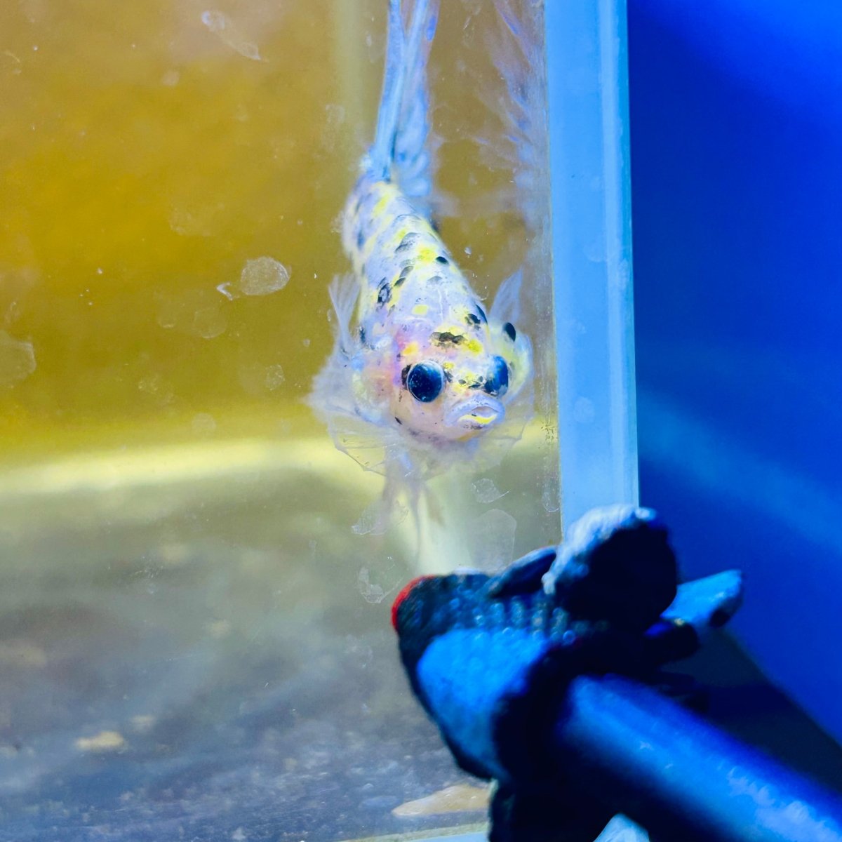 Betta Male Crowntail Yellow Koi 053 Male betta