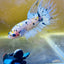 Betta Male Crowntail Yellow Koi 053 Male betta