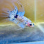 Betta Male Crowntail Yellow Koi 053 Male betta