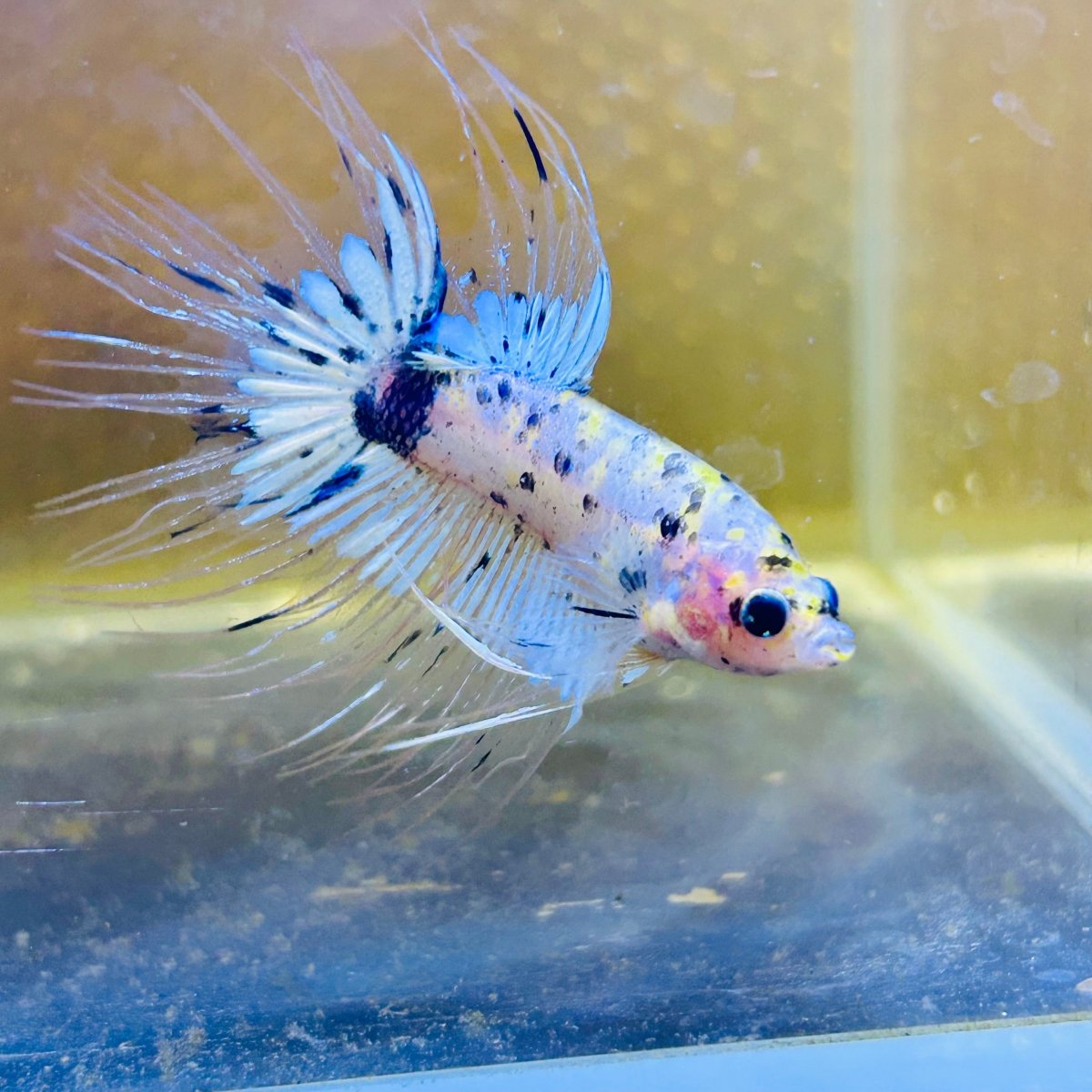 Betta Male Crowntail Yellow Koi 053 Male betta