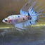 Betta Male Crowntail Yellow Koi 053 Male betta