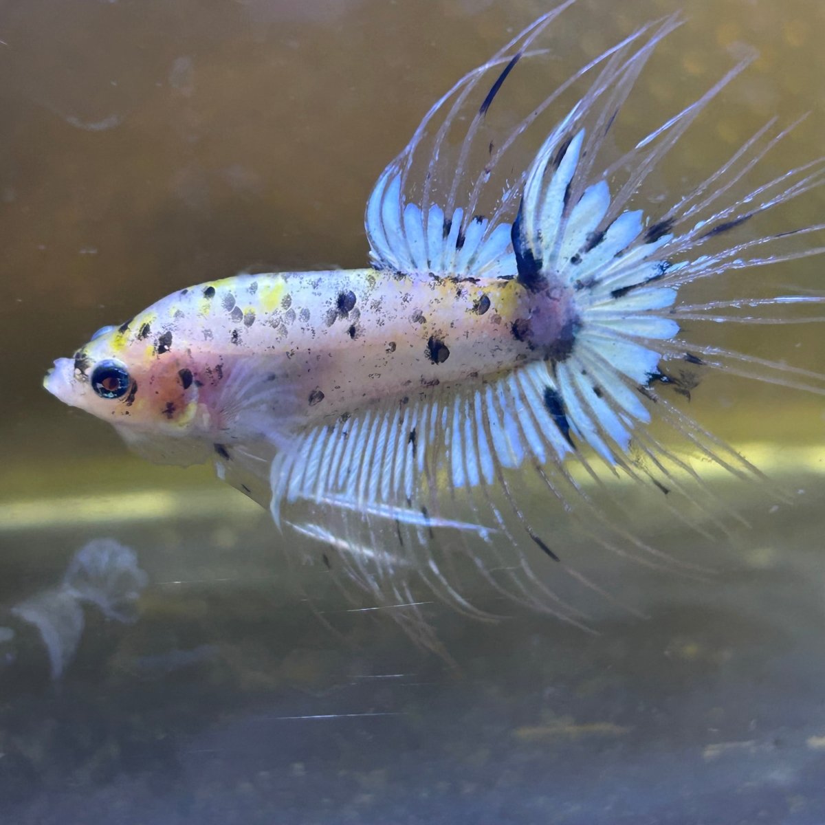 Betta Male Crowntail Yellow Koi 053 Male betta