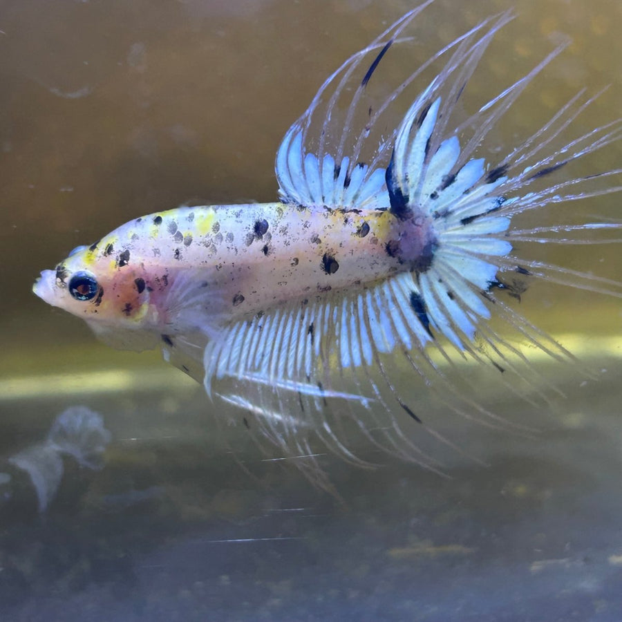 Betta Male Crowntail Yellow Koi 053 Male betta