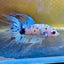 Betta Male Crowntail Yellow Koi 053 Male betta