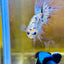 Betta Male Crowntail Yellow Koi 053 Male betta