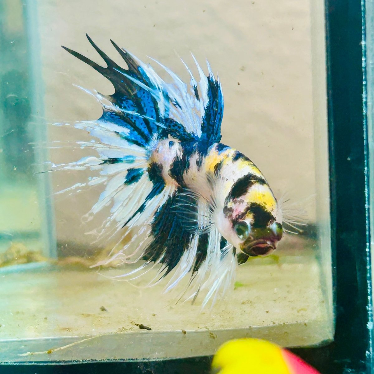 Betta Male Crowntail Yellow Koi 058 Male betta