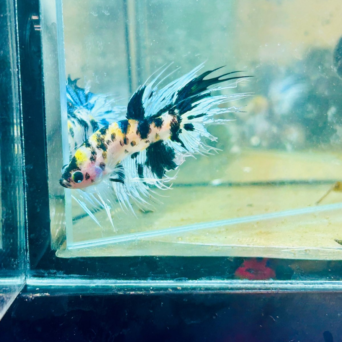 Betta Male Crowntail Yellow Koi 058 Male betta