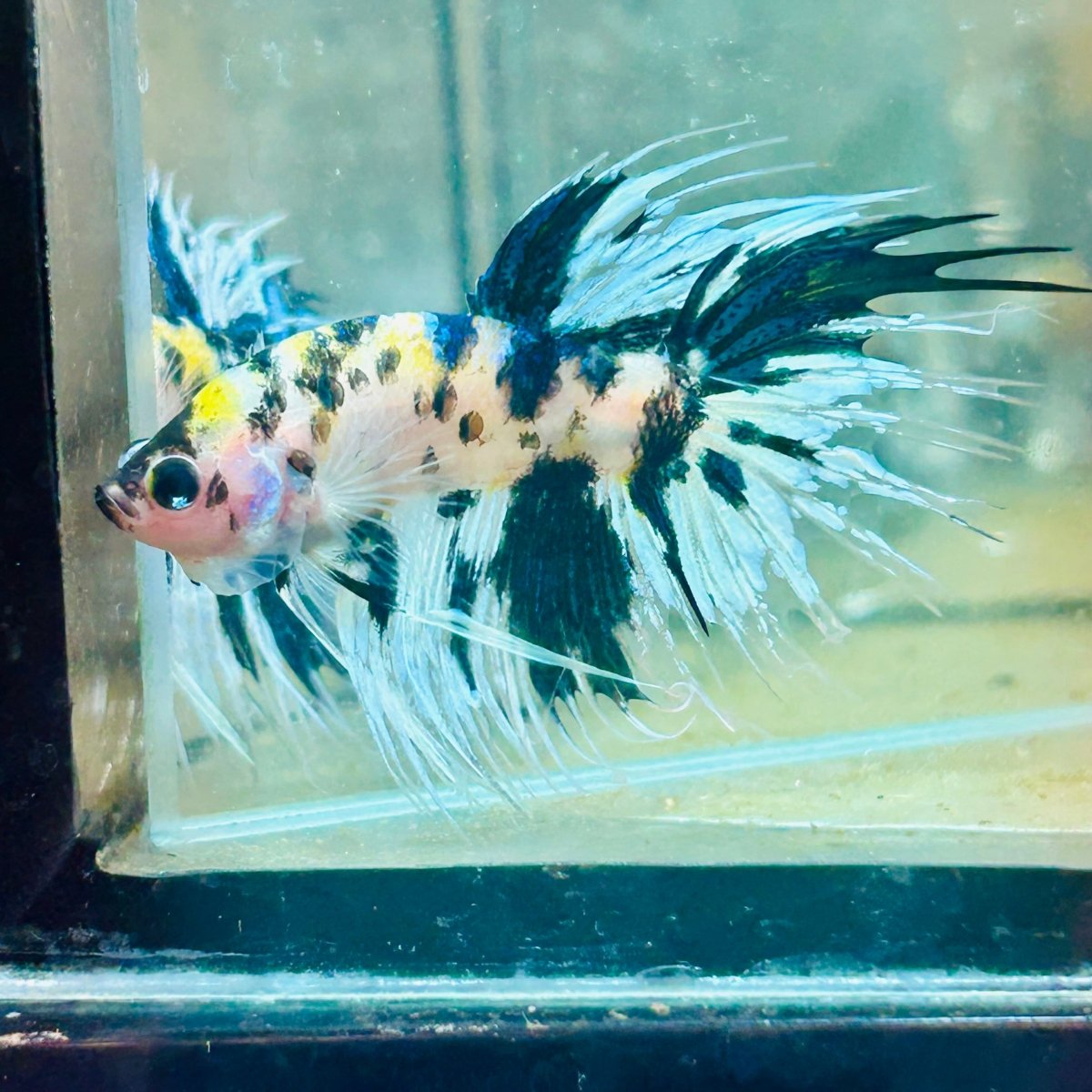 Betta Male Crowntail Yellow Koi 058 Male betta