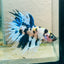 Betta Male Crowntail Yellow Koi 058 Male betta