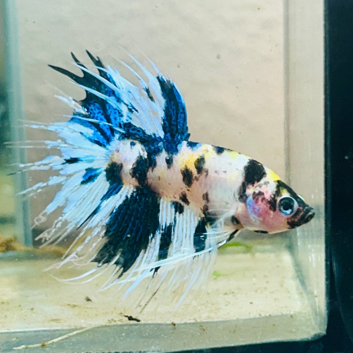 Betta Male Crowntail Yellow Koi 058 Male betta