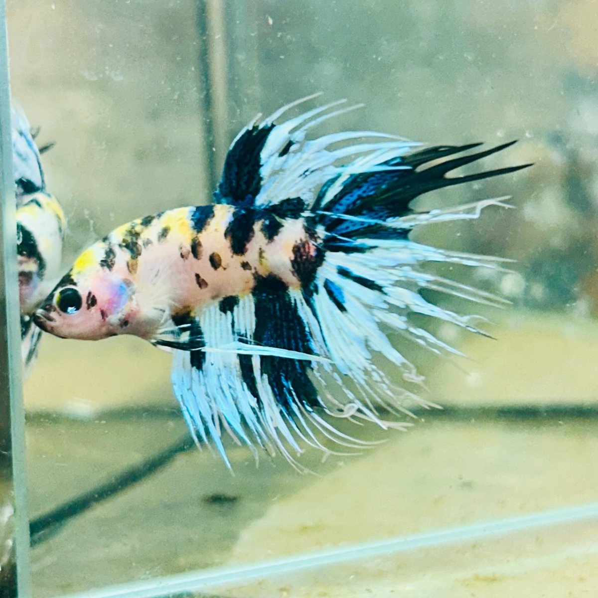 Betta Male Crowntail Yellow Koi 058 Male betta