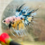 Betta Male Crowntail Yellow Koi 181