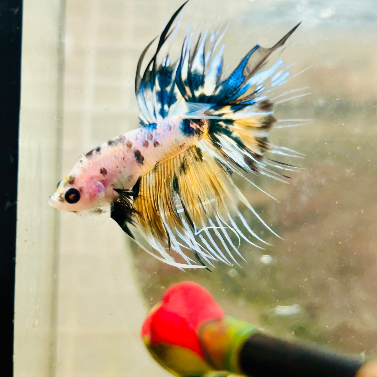Betta Male Crowntail Yellow Koi 181