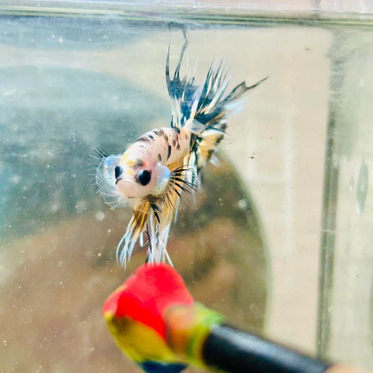 Betta Male Crowntail Yellow Koi 181
