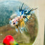 Betta Male Crowntail Yellow Koi 181