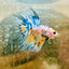 Betta Male Crowntail Yellow Koi 181