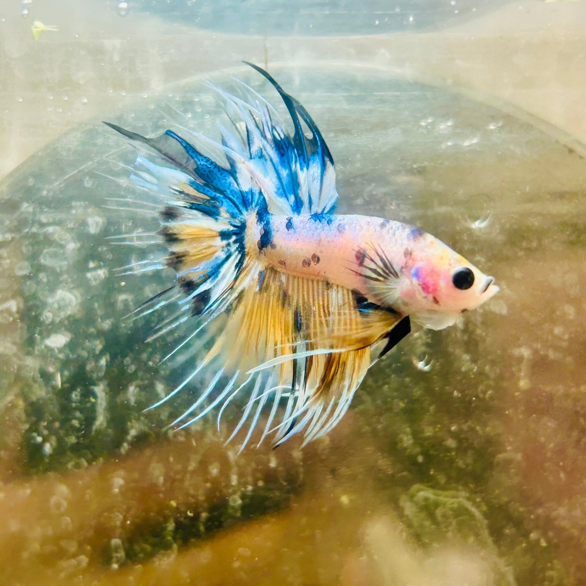 Betta Male Crowntail Yellow Koi 181