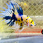 Betta Male Crowntail Yellow Koi 188 Male betta