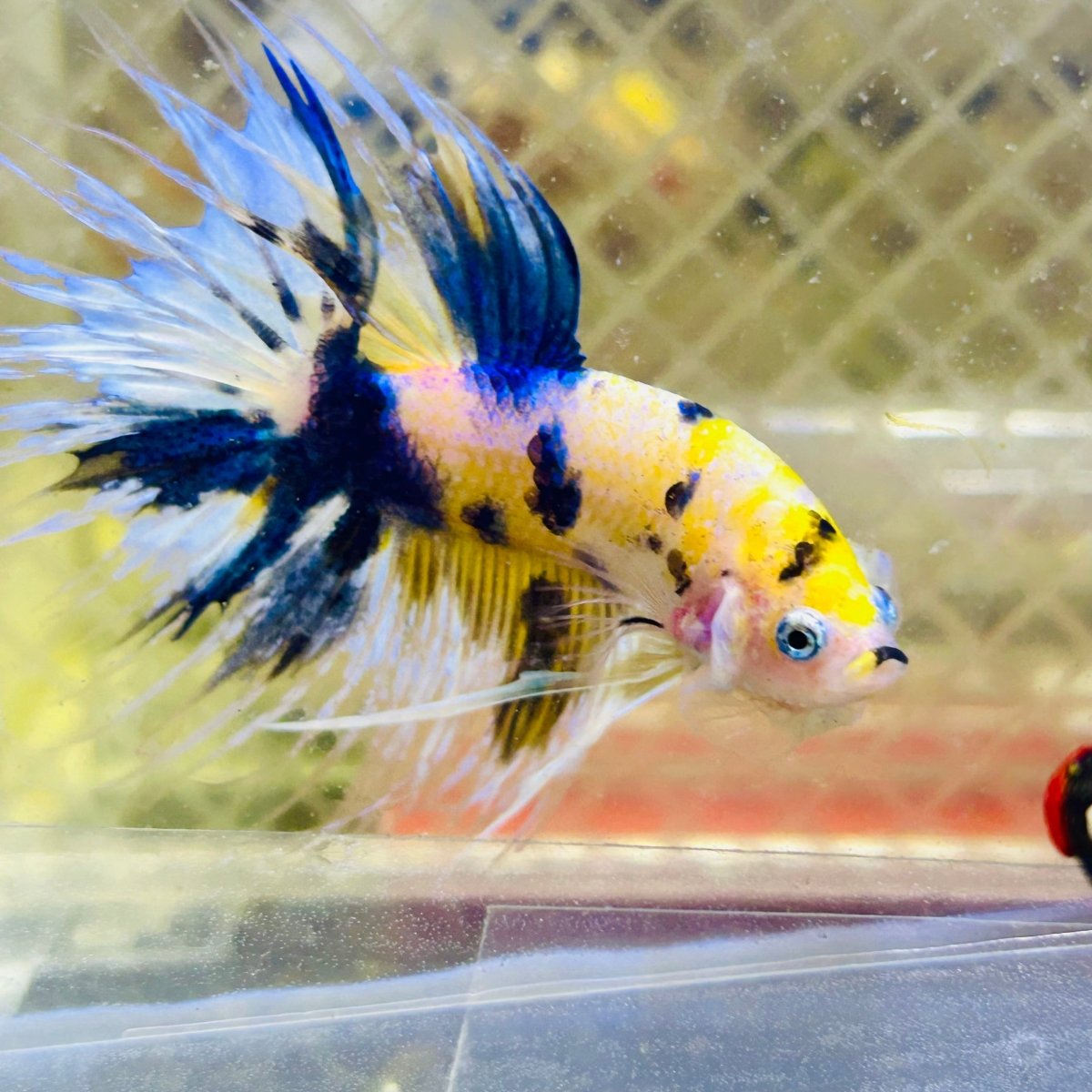 Betta Male Crowntail Yellow Koi 188 Male betta