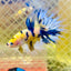 Betta Male Crowntail Yellow Koi 188 Male betta