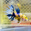 Betta Male Crowntail Yellow Koi 188 Male betta