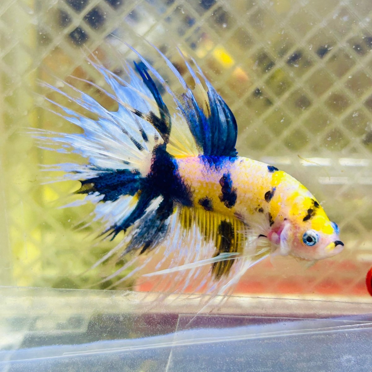 Betta Male Crowntail Yellow Koi 188 Male betta