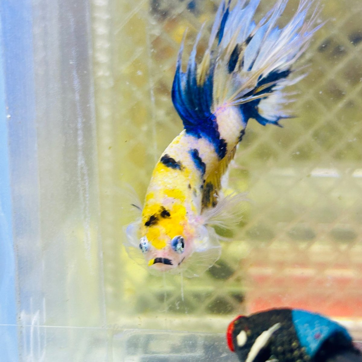 Betta Male Crowntail Yellow Koi 188 Male betta