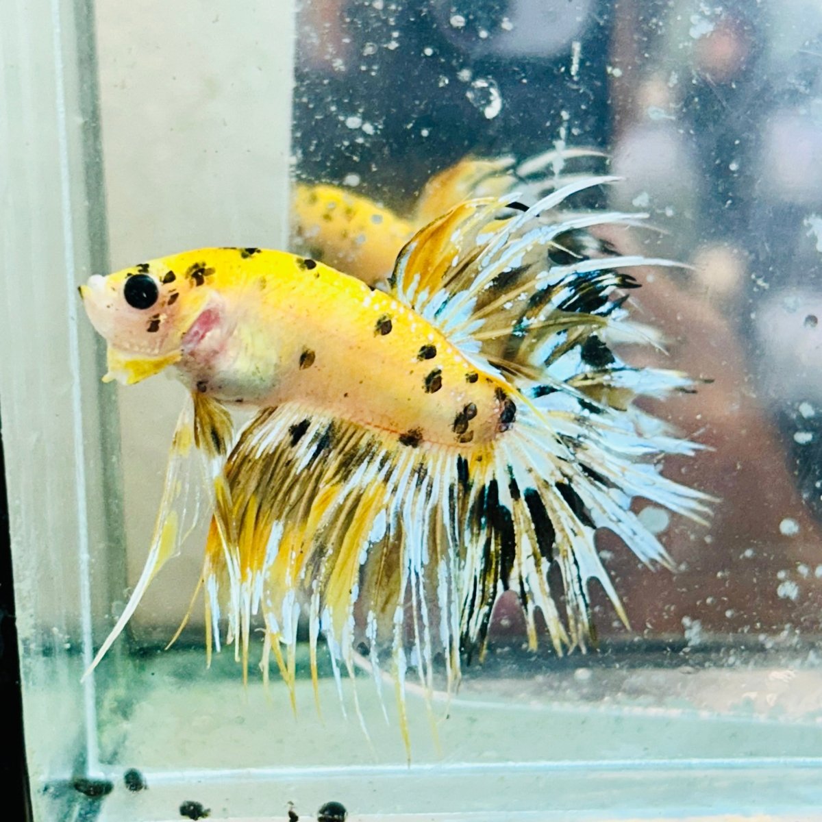 Betta Male Crowntail Yellow Koi #Au74