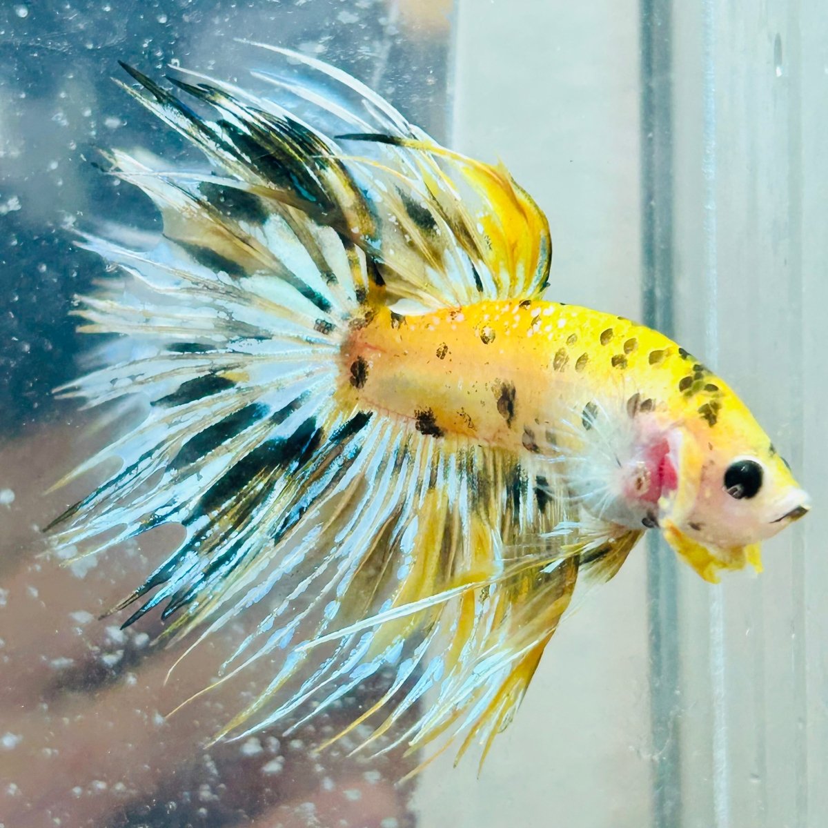 Betta Male Crowntail Yellow Koi #Au74