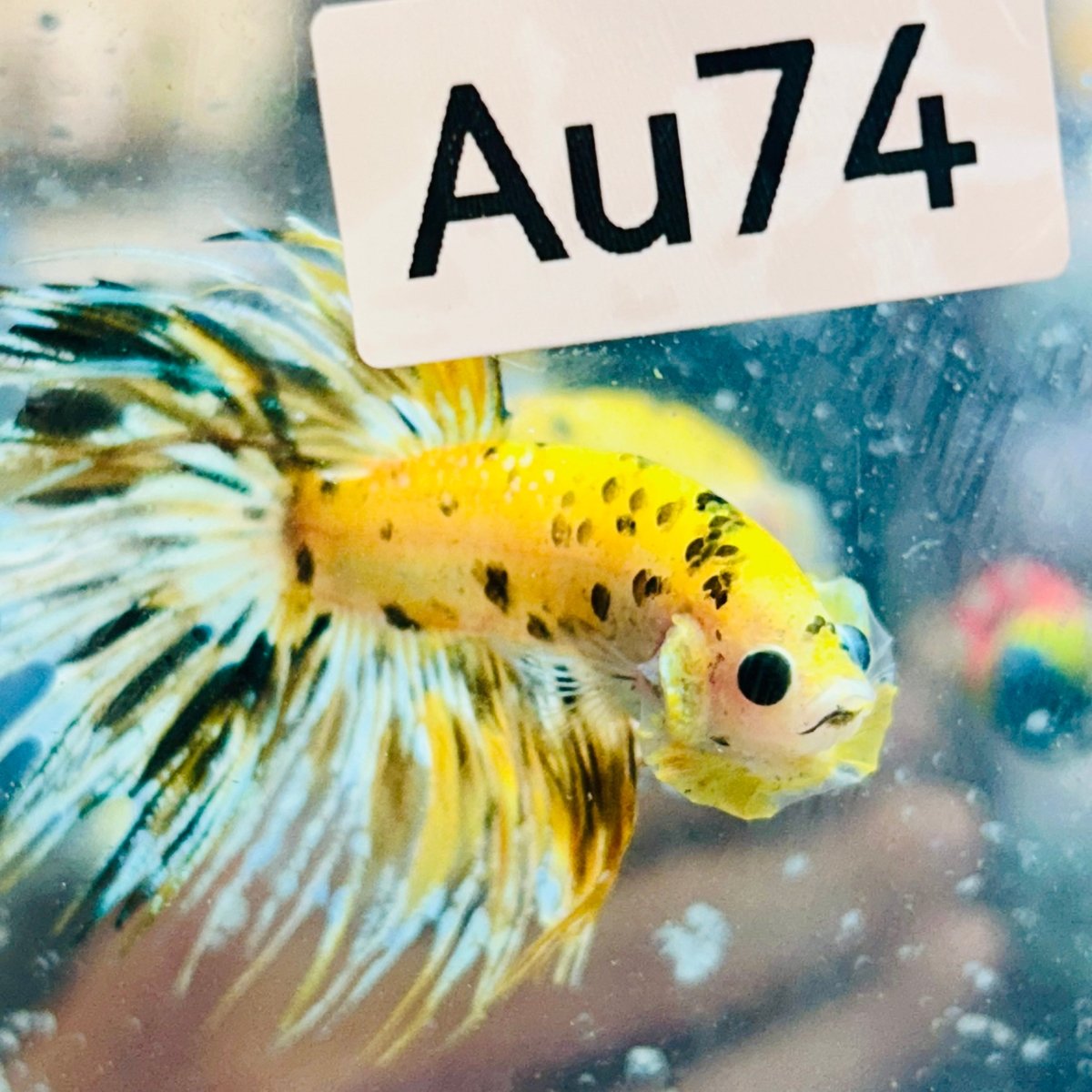 Betta Male Crowntail Yellow Koi #Au74
