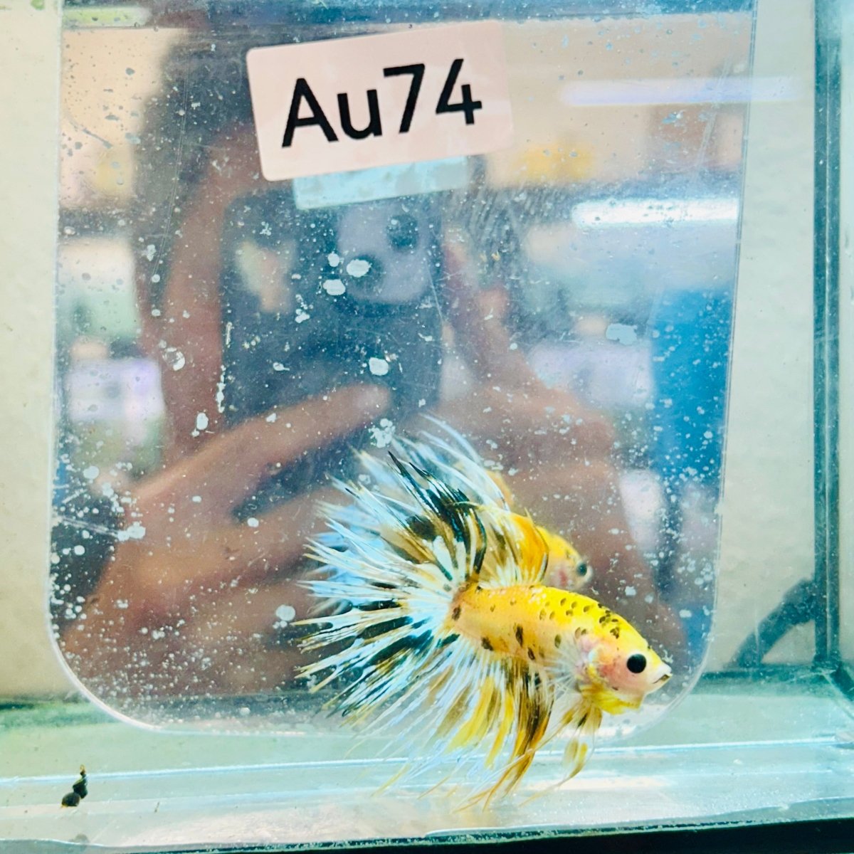 Betta Male Crowntail Yellow Koi #Au74