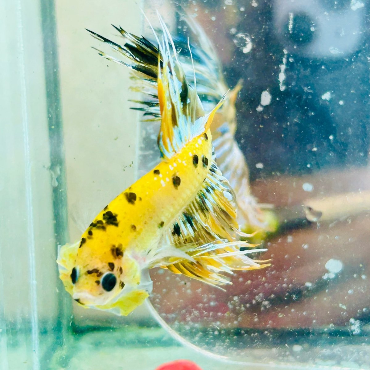 Betta Male Crowntail Yellow Koi #Au74
