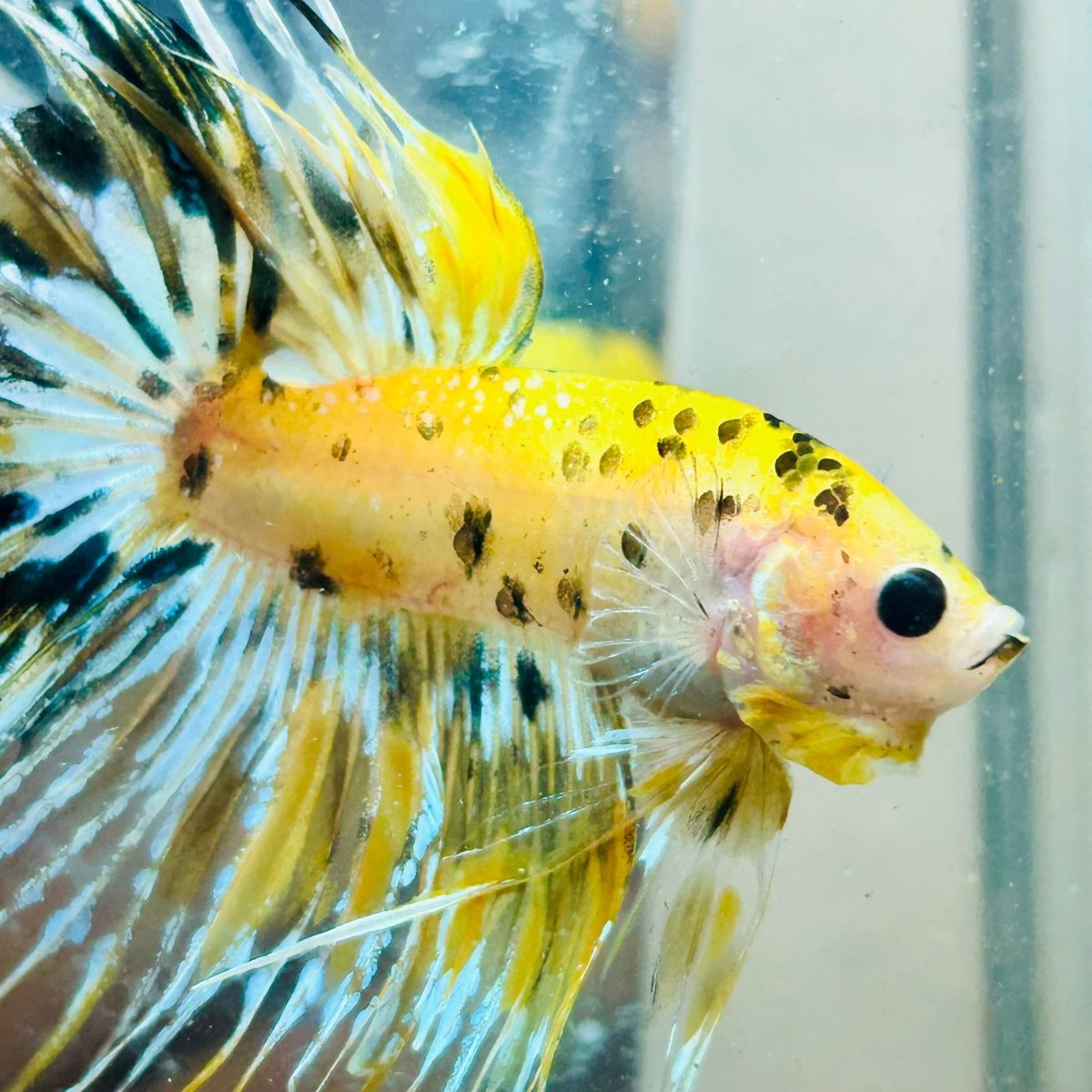 Betta Male Crowntail Yellow Koi #Au74