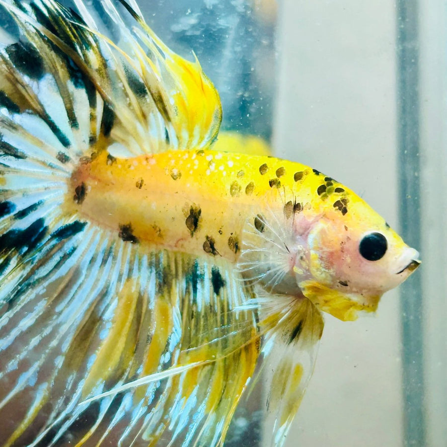 Betta Male Crowntail Yellow Koi Au74 Male betta