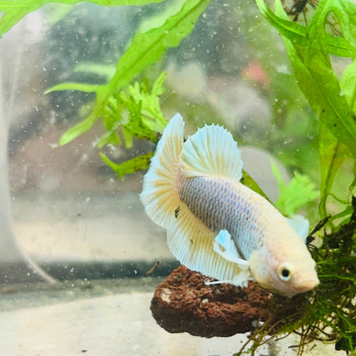 Betta Male Dumbo Pineapple 010