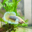 Betta Male Dumbo Pineapple 010