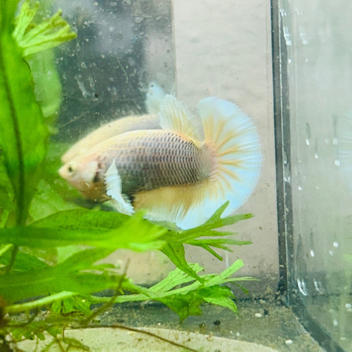 Betta Male Dumbo Pineapple 010