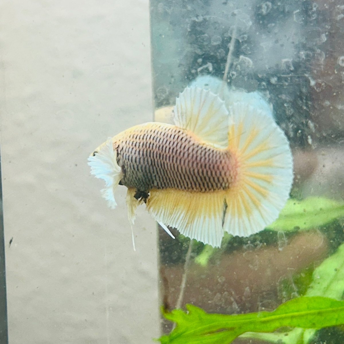 Betta Male Dumbo Pineapple 010