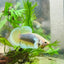 Betta Male Dumbo Pineapple 010