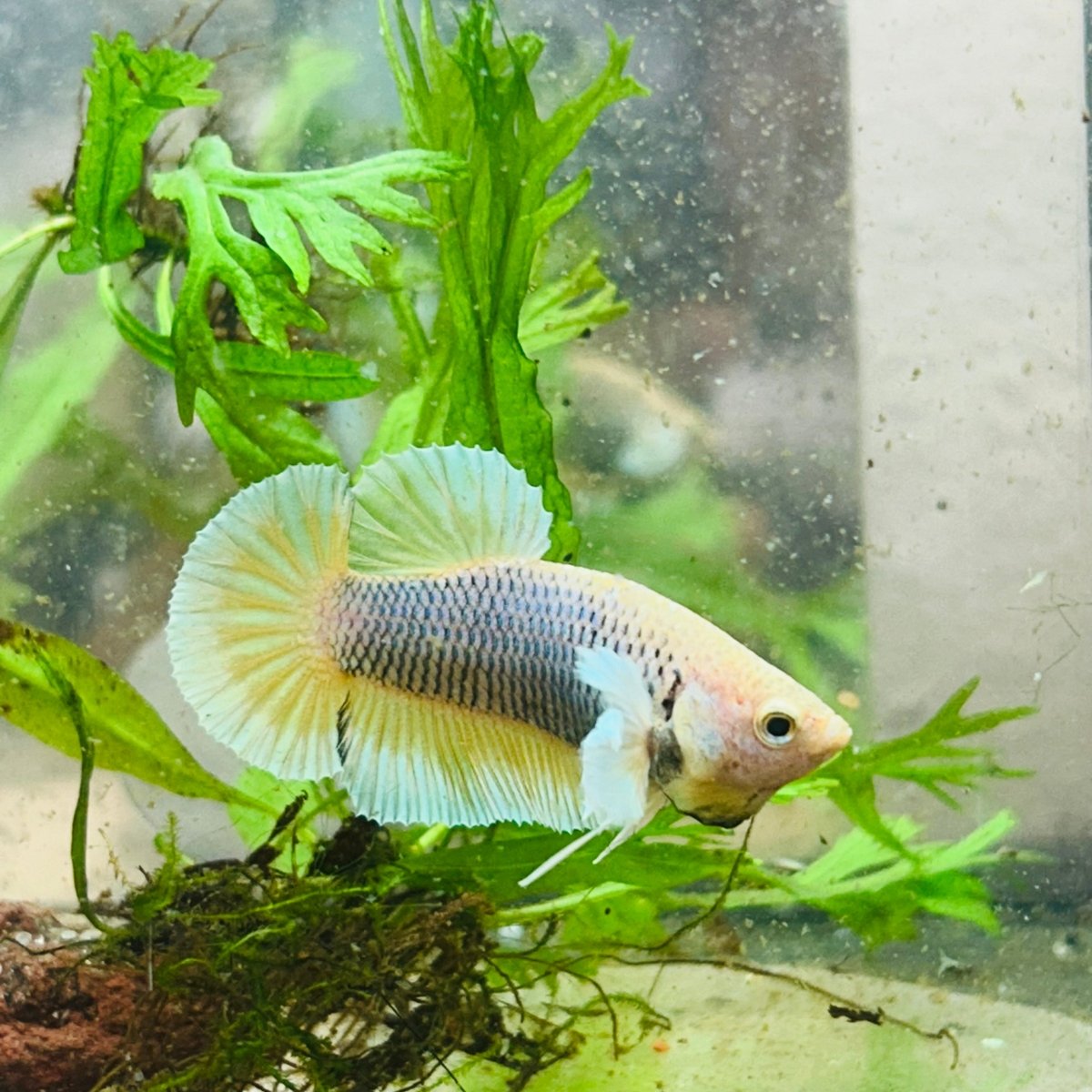 Betta Male Dumbo Pineapple 010