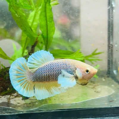 Betta Male Dumbo Pineapple 010